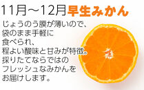 ［定期便&nbsp;全8回］和歌山県鈴木農園産&nbsp;旬のフルーツ定期便