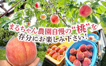 『先行予約』長野市で祖父母と孫が作る長野市産朝取り桃！川中島白桃３キロ（８玉程度）2026年8月下旬発送｜&nbsp;桃&nbsp;川中島白桃&nbsp;朝採り&nbsp;産地直送&nbsp;人気&nbsp;おすすめ&nbsp;フルーツ&nbsp;果物&nbsp;旬&nbsp;新鮮&nbsp;大玉&nbsp;甘い&nbsp;ジューシー&nbsp;長野県&nbsp;長野市&nbsp;信州&nbsp;信濃&nbsp;ふるさと納税
