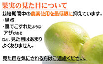 レモン&nbsp;約3kg&nbsp;大小混合サイズ&nbsp;11月～2月に鈴木みかん農園より農園直送！&nbsp;青いレモン&nbsp;黄色いレモン&nbsp;※北海道・沖縄・離島への配送不可