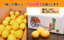 レモン&nbsp;約5kg&nbsp;大小混合サイズ&nbsp;ちょっと訳あり&nbsp;11月～2月に鈴木みかん農園より農園直送！&nbsp;青いレモン&nbsp;黄色いレモン&nbsp;※北海道・沖縄・離島への配送不可
