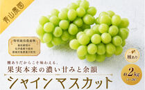 【先行予約】【数量限定】種ありシャインマスカット&nbsp;約2kg（4〜5房）｜特別栽培農産物〔2026年8月上旬より順次発送〕