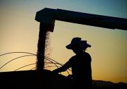 【定期便】【令和7年産】５kg×12ヶ月　厳選こだわり南魚沼産コシヒカリ「こまがた農園のお米」