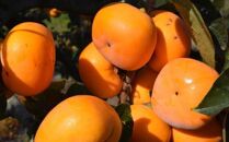 ◆先行予約◆【秋の味覚】和歌山産のたねなし柿ご家庭用約7.5kg【ポイント交換専用】