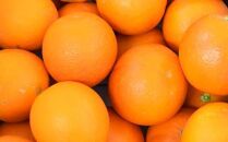 【希少・高級柑橘】国産濃厚ブラッドオレンジ「タロッコ種」約3kg★2023年4月上旬より順次発送【ポイント交換専用】