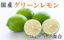 【先行予約】【産直】和歌山産グリーンレモン約3kg（サイズ混合）