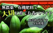 【先行予約】無農薬・有機肥料で大切に育てた&nbsp;青パパイヤ【大きめパパイヤ4玉程度】（栽培期間中農薬不使用）2026年9月発送