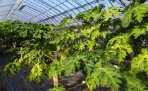 【先行予約】無農薬・有機肥料で大切に育てた&nbsp;青パパイヤ【大きめパパイヤ4玉程度】（栽培期間中農薬不使用）2026年9月発送