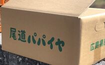 【先行予約】無農薬・有機肥料で大切に育てた&nbsp;青パパイヤ【大きめパパイヤ4玉程度】（栽培期間中農薬不使用）2026年9月発送