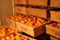 光センサー選果&nbsp;蔵出しみかん&nbsp;赤秀&nbsp;10kg