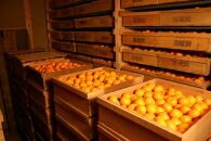 光センサー選果&nbsp;蔵出しみかん&nbsp;赤秀&nbsp;10kg