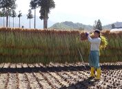 【令和７年産】【いしざかさん家の】塩沢産従来コシヒカリはざ掛天日干4.5kg