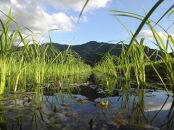 【令和７年産】【いしざかさん家の】塩沢産従来コシヒカリはざ掛天日干1.8kg