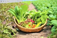 CQ001 オーガニック葉物野菜セット【植物性で育てた完全無農薬の葉野菜ブランド有機JAS】（CQ001）