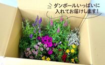 【通年受付】季節の花苗セット（10～16ポット）