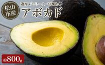 松山市産 アボカド 約800g