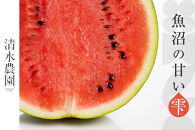 2026年7月下旬発送予定　野菜ソムリエサミット金賞受賞　清水農園の大玉スイカ（1玉）