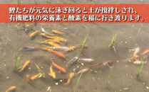 【頒布会】「こいみのり」鯉農法で創った特別なコシヒカリ南魚沼有機栽培（玄米5kg×全6回）