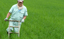 特別栽培米「極上南魚沼産コシヒカリ」（有機肥料、8割減農薬栽培）玄米5ｋｇ