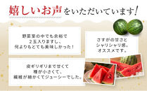 先行予約【高級】八色原すいか小玉２玉【2026年7月中旬発送】【お届け日時指定不可】