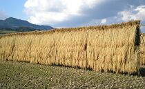 特別栽培米「極上南魚沼産コシヒカリ」（有機肥料、8割減農薬栽培）玄米8ｋｇ