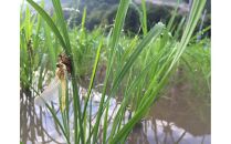 【頒布会】最優秀賞受賞【8割減農薬】最高峰南魚沼産こしひかり10kg（5kg×2）×6ヶ月　桑原農産のお米(精米)