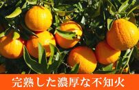 紀州有田産不知火(しらぬひ) 約５kg【2025年2月中旬以降発送】【先行予約】【UT40w】