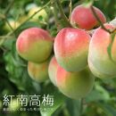 香る南高 紅南高