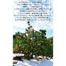 極早生 or 早生みかん 10kg 小粒SS・Sサイズおまかせ《秀品》 和歌山県産 山新農園 農園直送 まごころ産直みかん［北海道・沖縄県・一部離島 配送不可］ SSサイズ 2S 小玉 蜜柑 果物