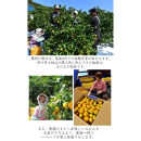 極早生 or 早生みかん 10kg 小粒SS・Sサイズおまかせ《秀品》 和歌山県産 山新農園 農園直送 まごころ産直みかん［北海道・沖縄県・一部離島 配送不可］ SSサイズ 2S 小玉 蜜柑 果物