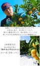 極早生 or 早生みかん 10kg 小粒SS・Sサイズおまかせ《秀品》 和歌山県産 山新農園 農園直送 まごころ産直みかん［北海道・沖縄県・一部離島 配送不可］ SSサイズ 2S 小玉 蜜柑 果物