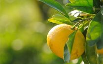 極早生みかん&nbsp;約7.5kg&nbsp;S・M・Lサイズおまかせ&nbsp;《赤秀》&nbsp;和歌山県産&nbsp;農園直送&nbsp;まごころ産直みかん&nbsp;【10月中旬頃より発送開始】【北海道・沖縄県・一部離島&nbsp;配送不可】果物&nbsp;柑橘&nbsp;贈答［Mg36］