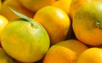 極早生みかん&nbsp;約7.5kg&nbsp;S・M・Lサイズおまかせ&nbsp;《赤秀》&nbsp;和歌山県産&nbsp;農園直送&nbsp;まごころ産直みかん&nbsp;【10月中旬頃より発送開始】【北海道・沖縄県・一部離島&nbsp;配送不可】果物&nbsp;柑橘&nbsp;贈答［Mg36］