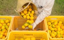 極早生みかん&nbsp;約7.5kg&nbsp;S・M・Lサイズおまかせ&nbsp;《赤秀》&nbsp;和歌山県産&nbsp;農園直送&nbsp;まごころ産直みかん&nbsp;【10月中旬頃より発送開始】【北海道・沖縄県・一部離島&nbsp;配送不可】果物&nbsp;柑橘&nbsp;贈答［Mg36］