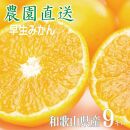 早生みかん9kg(大玉２L・３Lサイズおまかせ) 《ご家庭用》ちょっと訳あり 和歌山県より農園直送！まごころ産直みかん【北海道・沖縄県・一部離島 配送不可】大きい 蜜柑 温州みかん わけあり 訳アリ