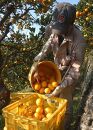 早生みかん5kg(S・M・Lサイズおまかせ)《赤秀》和歌山県より農園直送！１１月中旬頃発送開始　まごころ産直みかん【北海道・沖縄県・一部離島 配送不可】果物　柑橘　贈答　Sサイズ　Mサイズ