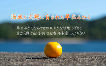 早生みかん&nbsp;約5kg&nbsp;S・M・Lサイズおまかせ&nbsp;《赤秀》&nbsp;和歌山県産&nbsp;農園直送&nbsp;まごころ産直みかん&nbsp;【11月中旬頃発送開始】【北海道・沖縄県・一部離島&nbsp;配送不可】&nbsp;果物&nbsp;柑橘&nbsp;贈答&nbsp;Sサイズ&nbsp;Mサイズ