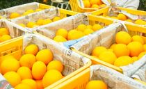 八朔 はっさく 赤秀 約6kg｜和歌山県海南市産 木成り 完熟はっさく フルーツ 柑橘系【2026年先行予約】甘酸っぱくて爽やか！3月下旬～4月下旬に順次出荷予定（サイズ不選別）［Mg26］