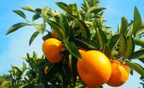 八朔 はっさく 赤秀 約6kg｜和歌山県海南市産 木成り 完熟はっさく フルーツ 柑橘系【2026年先行予約】甘酸っぱくて爽やか！3月下旬～4月下旬に順次出荷予定（サイズ不選別）［Mg26］