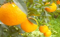 甘夏【訳あり】9kg&nbsp;和歌山県海南市の完熟甘夏&nbsp;あまなつ&nbsp;アマナツ&nbsp;夏みかん&nbsp;甘夏みかん&nbsp;和歌山&nbsp;海南市&nbsp;木成り甘夏&nbsp;&nbsp;果物&nbsp;みかん&nbsp;柑橘&nbsp;人気&nbsp;甘い&nbsp;おいしい&nbsp;フルーツ
