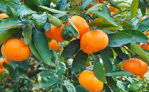 ［産直］下津蔵出しみかん約5kg（S～Lサイズおまかせ）★2026年1月中旬頃より順次出荷