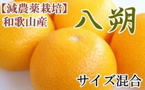 【減農薬栽培】和歌山産八朔約7.5kg（サイズ混合）