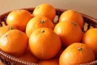 【アルギット栽培】和歌山産清見オレンジ約5kg（M～3Lサイズおまかせ）★2023年3月下旬より順次発送