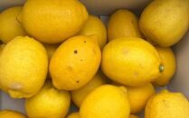 【産直】和歌山産レモン約5kg（サイズ混合）★2024年3月中旬頃より順次発送