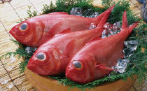 【2月中旬～発送】高知産 天然 金目鯛 1.3kg～1.5kg
