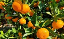 &nbsp;[秀品]和歌山有田みかん約6kg(3Lサイズ)&nbsp;★2026年11月中旬頃より順次発送