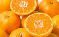 &nbsp;[秀品]和歌山有田みかん約6kg(3Lサイズ)&nbsp;★2026年11月中旬頃より順次発送