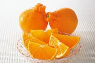◆先行予約◆太陽の恵みたっぷりの春柑橘 デコ娘(不知火) 約5kg(赤秀)【2023年3月上旬以降出荷】