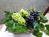 福岡巨峰園の厳選ぶどう詰め合わせ（種無し）【約2kg　3～5房入り】【フルーツ 果物 くだもの 食品 人気 おすすめ 送料無料】