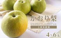 上岡果樹園のかおり梨（1）【4～6玉入り】【フルーツ 果物 くだもの 食品 人気 おすすめ 送料無料】