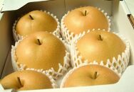 藤渕果樹園の新高梨（にいたかなし）（1）【5～6玉入り】【フルーツ 果物 くだもの 食品 人気 おすすめ 送料無料】